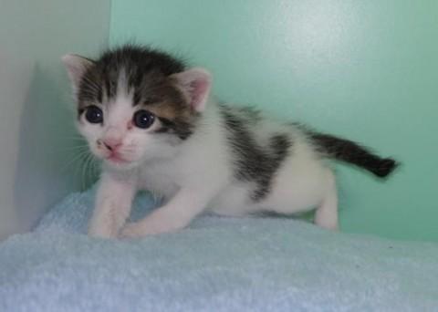 シロキジ♂ レッド君　
比較的