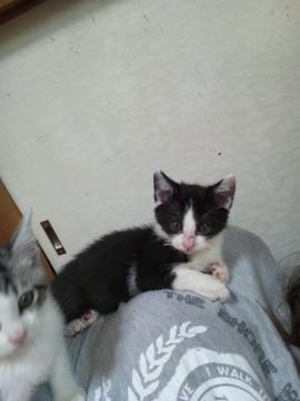 白黒ハチワレ
しっぽ長くまっす