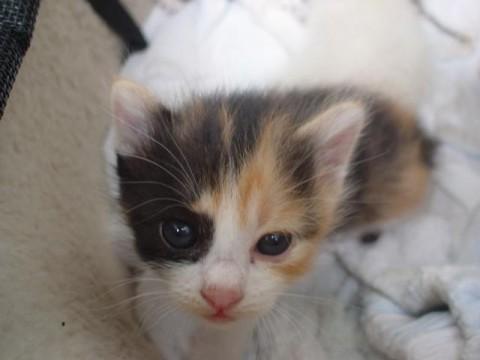 三毛猫　尻尾は普通に長いです。