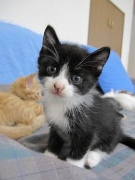 とてもかわいい白黒はちわれのしお