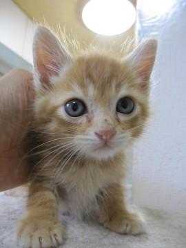 愛嬌ある丸顔の茶トラ、ひでよしく