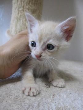 きれいな薄いクリーム色で優しい顔