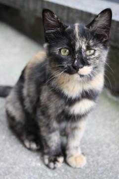 さびねこの女の子です
良く食べ