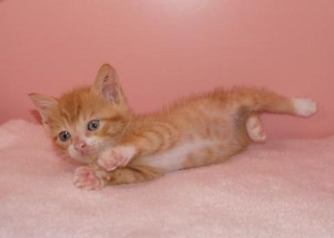 茶トラ×シロソックス♀ちゃん　