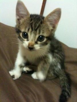 キジトラ白の女の子でしっぽ真っ直