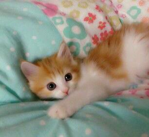 母猫スコティッシュ×父猫チンチラ