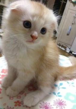 母猫スコティッシュ×父猫チンチラ