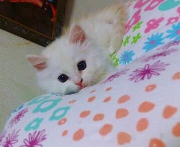 母猫スコティッシュ×父猫チンチラ