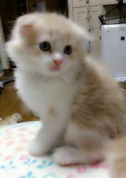 母猫スコティッシュ×父猫チンチラ
