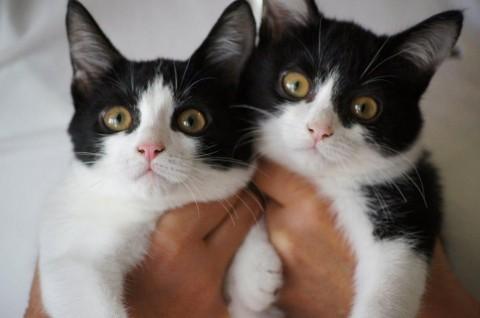 ・白黒はちわれの仲良し兄妹です。