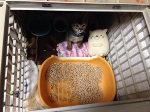 キジ猫　オス
生後二ヶ月
ま