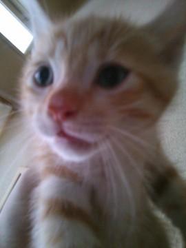 人も猫も大好き。
毛の色は茶ト