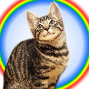 全身キジトラの純和風猫ちゃんです