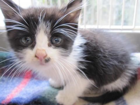 とってもかわいい黒白はちわれで少