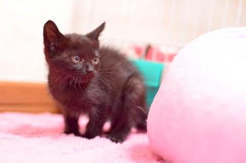 まっくろちゃん
しっぽが、可愛