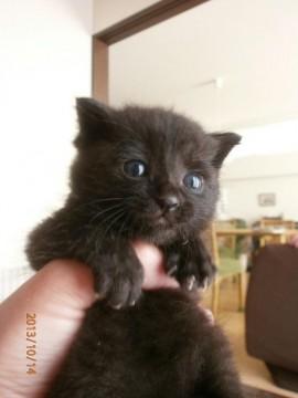 黒猫です。
大きくなると少し縞