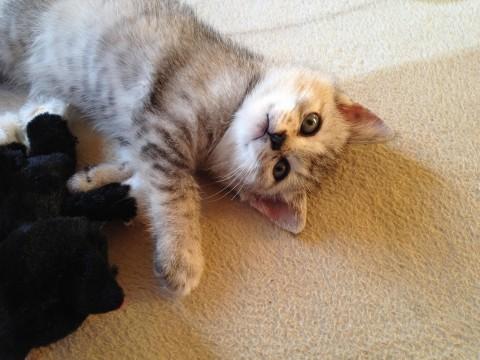 保護当時から人慣れしており、とて