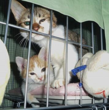 オス猫マーくんは生後3か月(推定