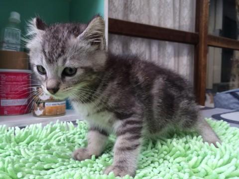 大体2ヶ月くらいの子猫です。
