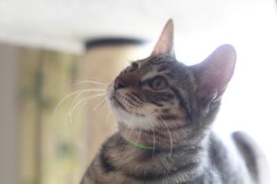 キジ猫３兄妹（ライム、イチゴ、ミ