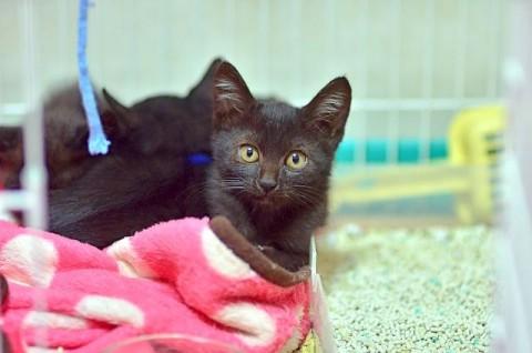 保護用のゲージから出たくてしかた