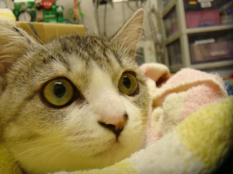 性格もよくておすすめできます。白