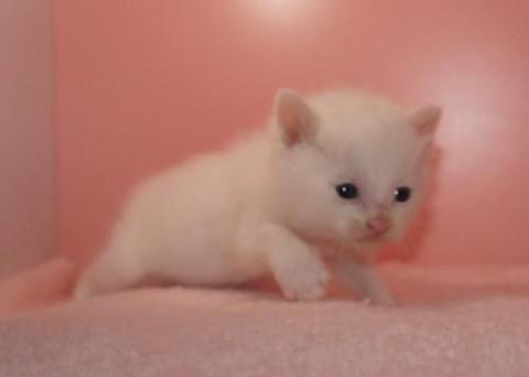 シロ♀ピンクちゃん　尾長
ポイ