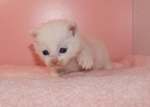 シロ♀レッドちゃん　尾長
ポイ