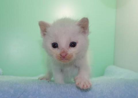 シロ♀ブルー君　尾長
ポイント