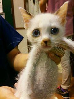 シャム系の男の子☆

ブルー