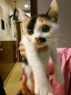 三毛猫の女の子すずちゃんです☆