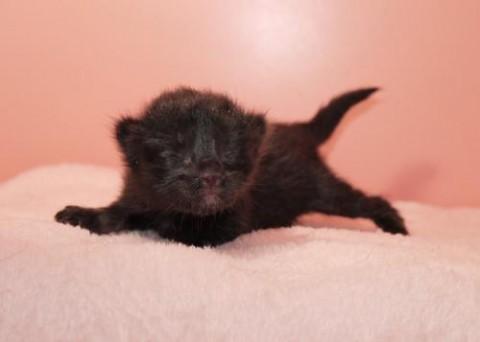 クロ♀ピンクちゃん（ブラックソリ