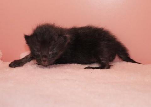 クロ♀レッドちゃん（ブラックソリ