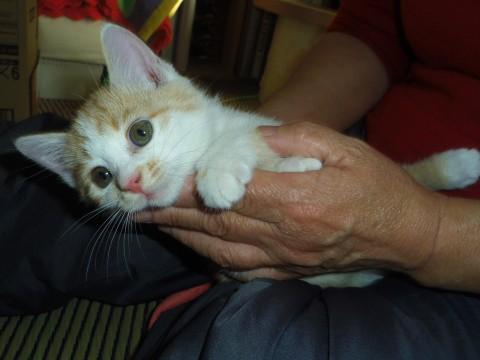 とっても元気で、1日中でも走り回