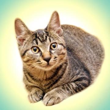 名前はシマヲです。
生後３ヵ月