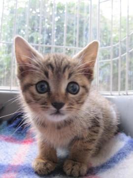 たれ目がキュートなきじとらで、ひ