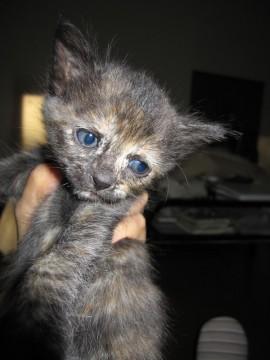 かわいい丸顔でたれ目のさび猫ちゃ