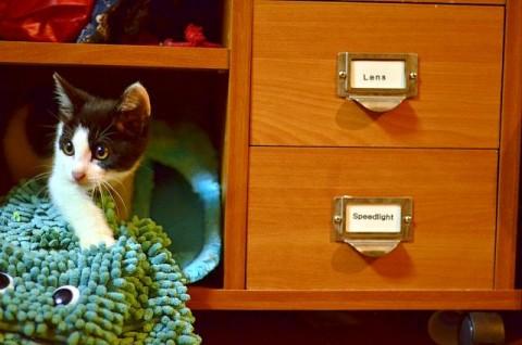 ハチワレちゃんです。
肉球がピ