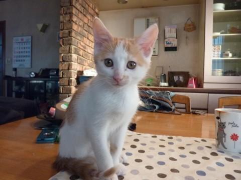 毛色は白×茶の２色
つぶらな瞳