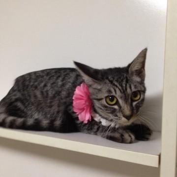 きりり美猫ちゃん
抱っこ大丈夫