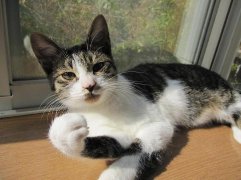 かわいい丸顔のきじ白で、りゅうの