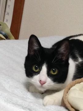 綺麗なハチ割れさんです。
かな