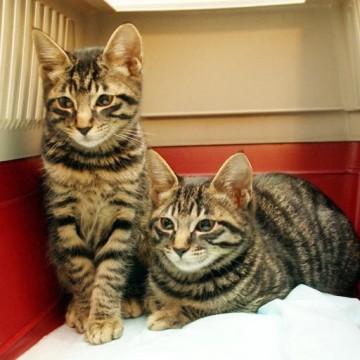 全身キジトラの基本的和風猫ちゃん
