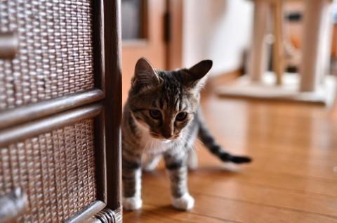 抱っこして爪を切ることもできます