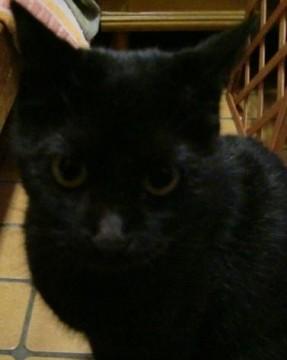 ・黒猫で尻尾が長いです
・毛の