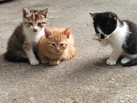 1 白黒混じりでヤンチャなメス