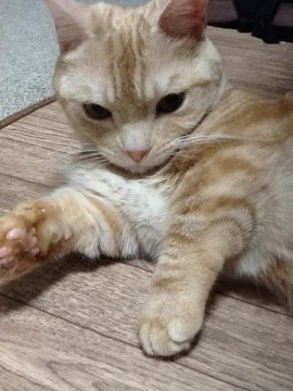 種類はマンチカンの短足です。
