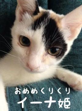 水玉のモヨウが個性的な三毛猫のイ