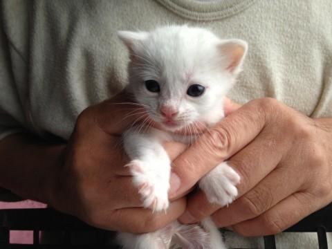 ふわふわ・コロコロしていて可愛い