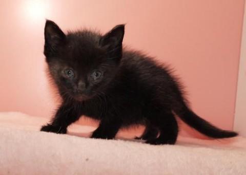 クロ♀ちゃん フワフワしているの